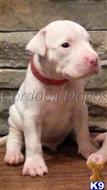 dogo argentino puppy posted by Cordoba Dogos